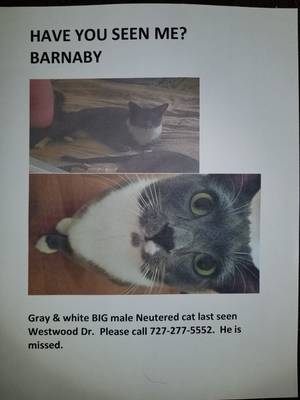 Safe Domestic Short Hair in Holiday, FL
